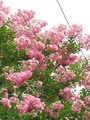 راهنمای نگهداری و پرورش درختان زینتی - درختچه توری